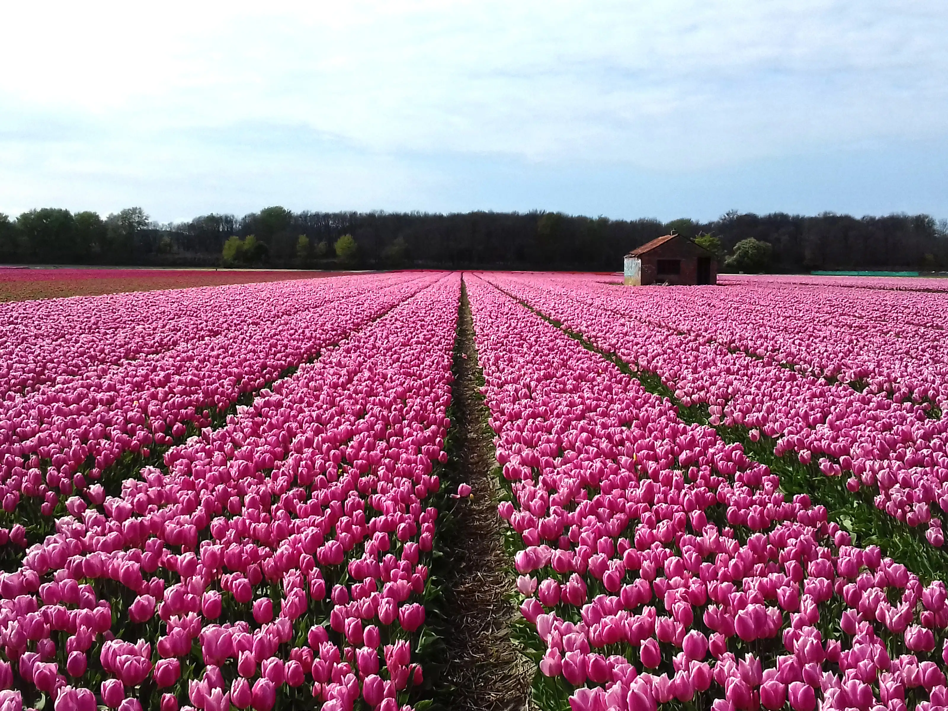 Des champs de tulipes roses près de Hillegom
