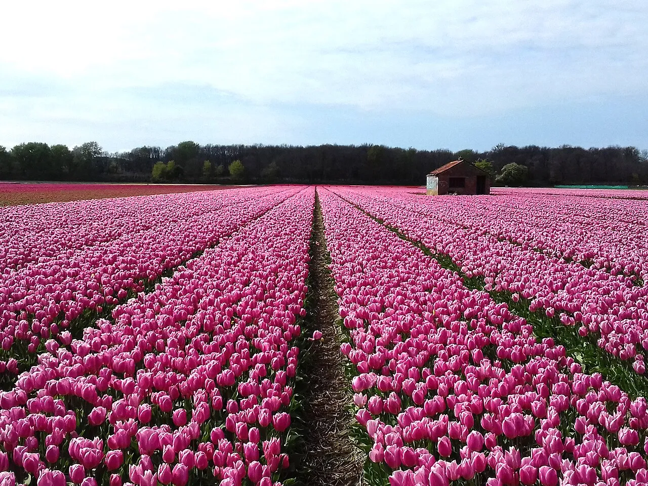 Pink tulip fields near Hillegom