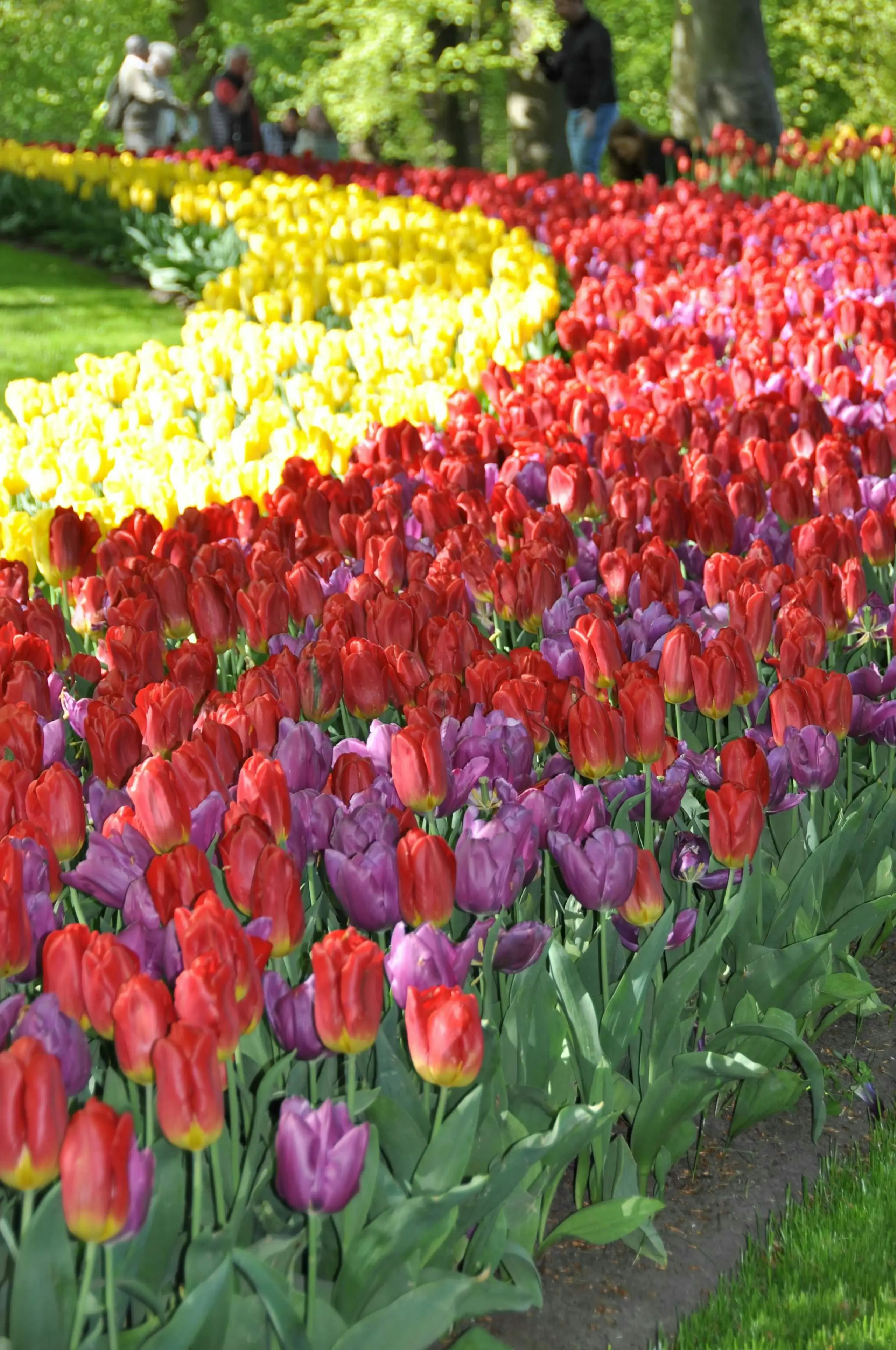 Des rangées de tulipes en fleurs dans le parc