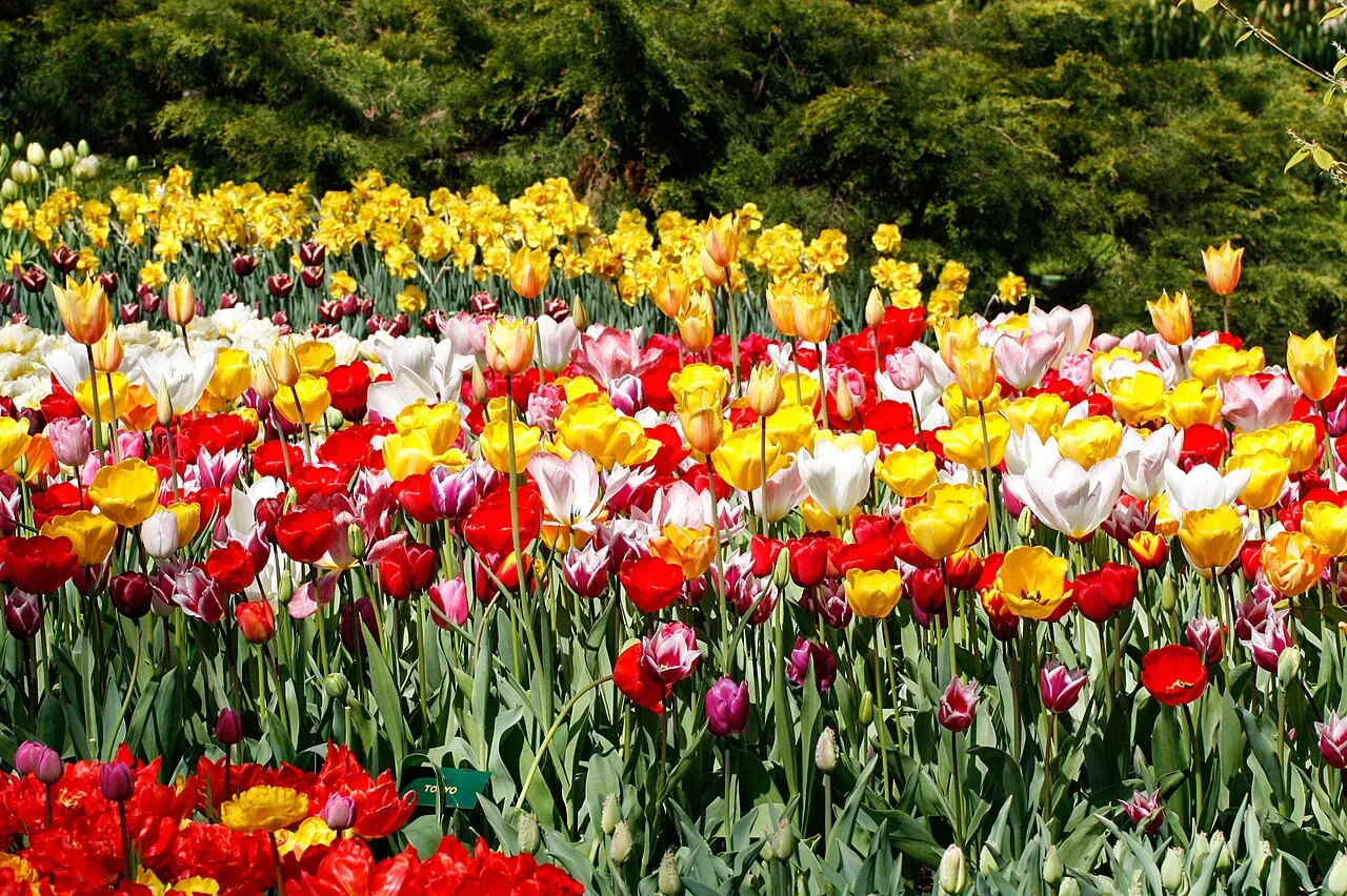 Tulips in bloom at Keukenhof